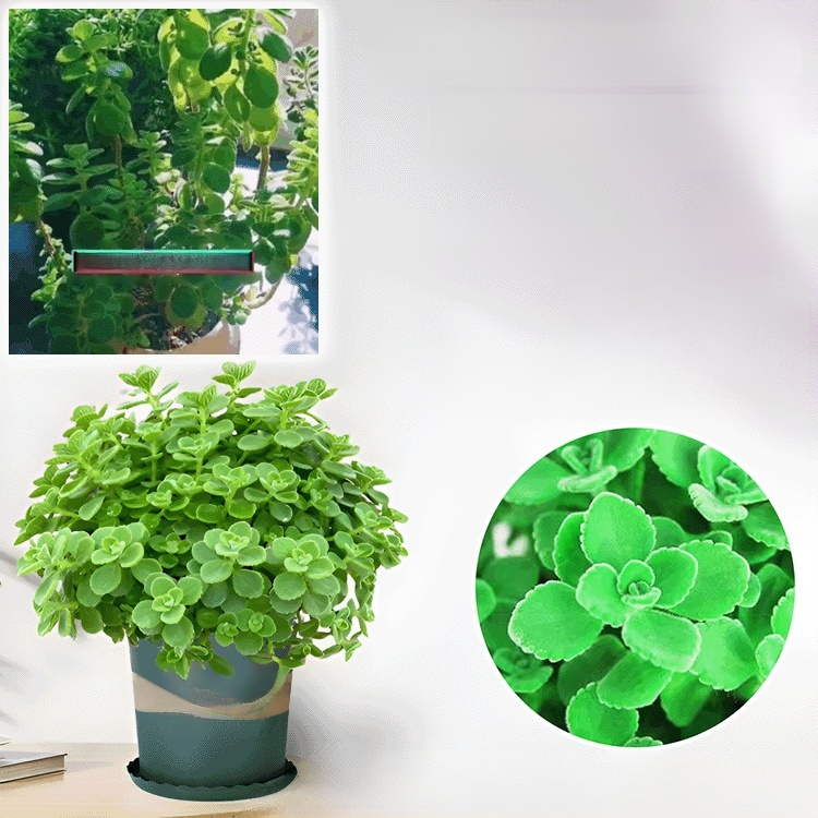 Indoor purification touch fragrance