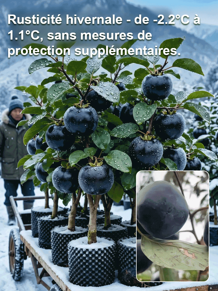 Plant de kaki 'Perle Noire Chocolat' résistant au froid