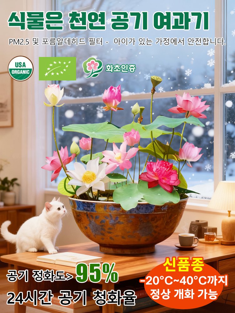 【 -20℃까지정상 개화 가능】겨울철 관상용 수경 재배 연꽃 씨앗