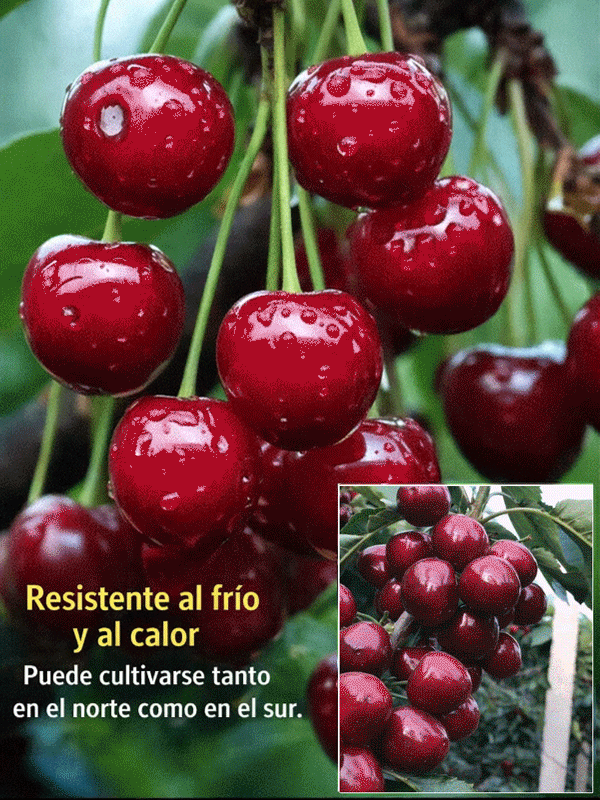 Plántula de cerezo que da frutos el mismo año, fructificación rápida
