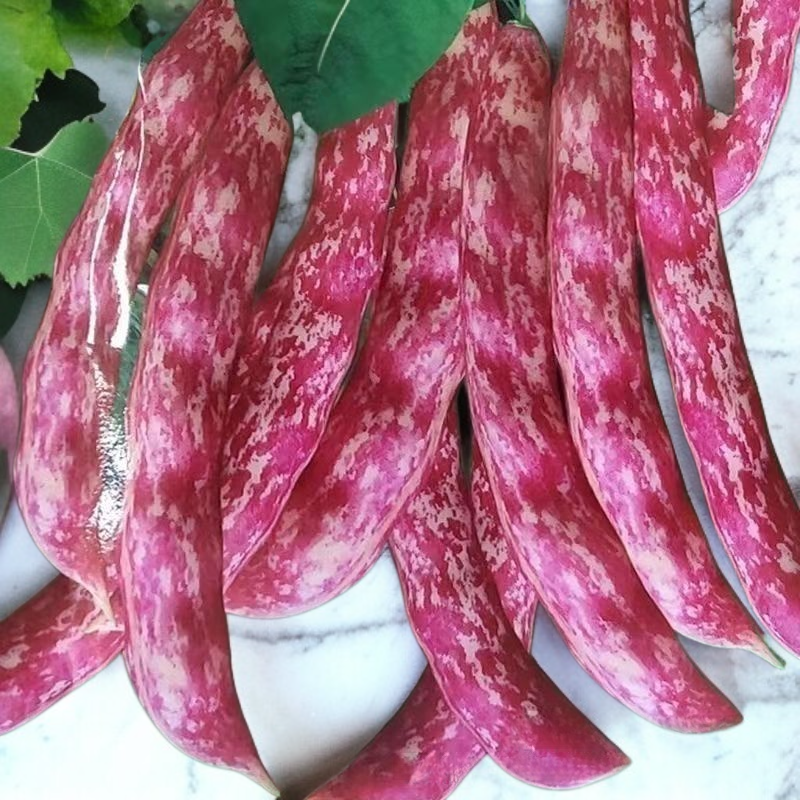 Ertragreiche Bohnenpflanzen im Frühling