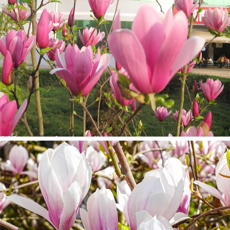 화훼빌라 자목련 식재용 묘목