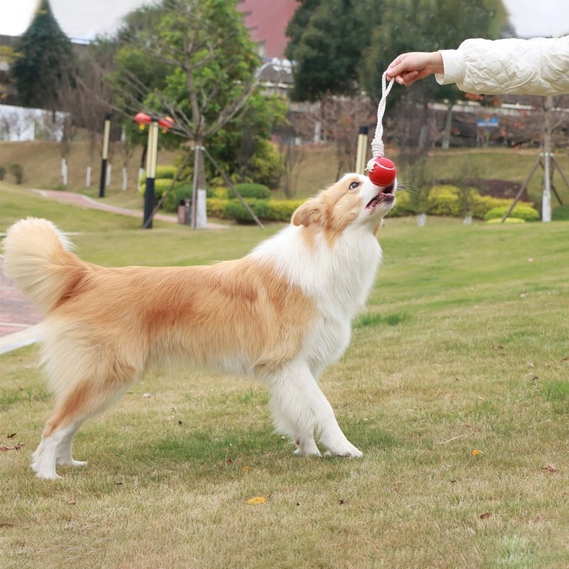 Pelota de tenis interactiva para limpieza dental de mascotas