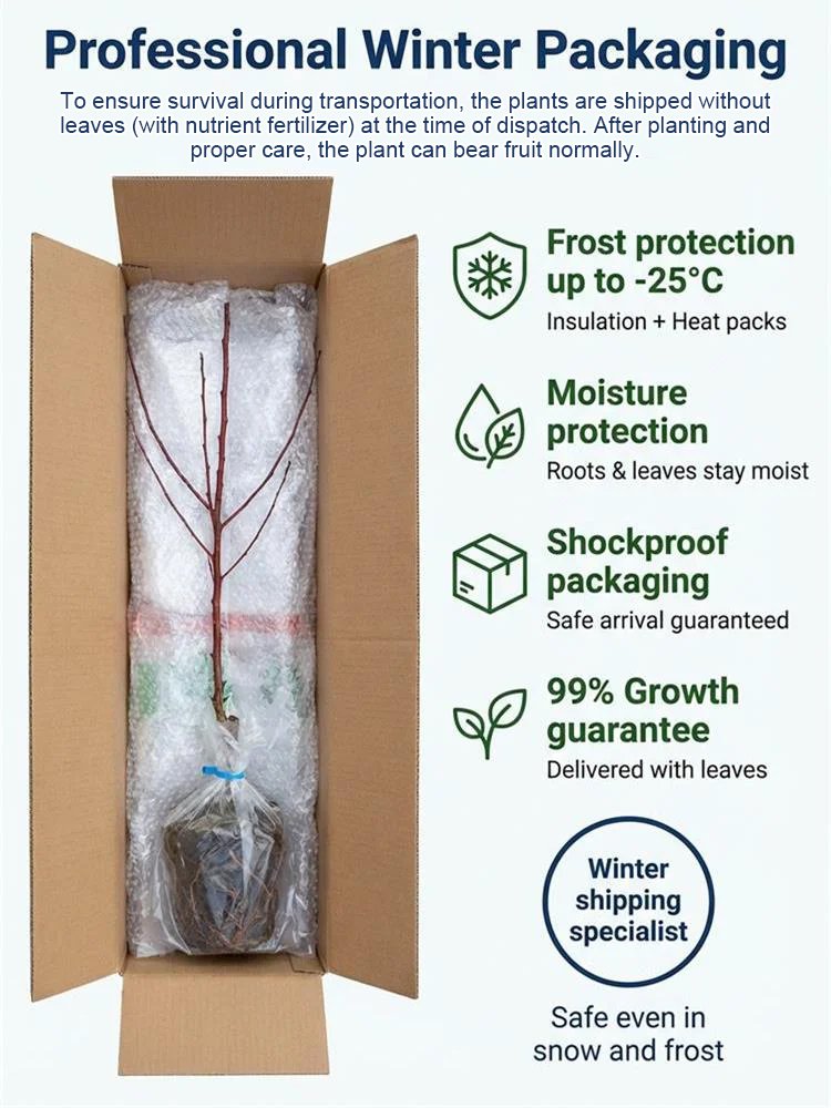 Australian Seedless Candied Red Plum Sapling [Guaranteed Alive or Refund]