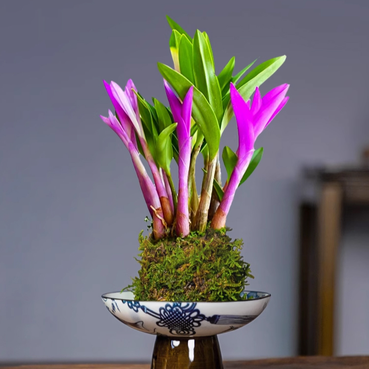 덴드로비움 꽃과 녹색 식물