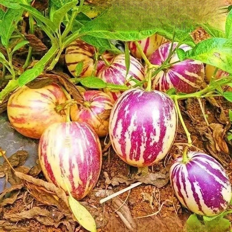 เมล็ดผลโสม