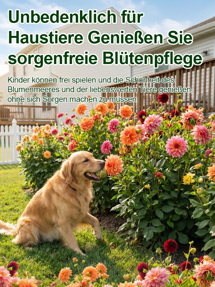 Doppelte Dahlienknollen für ganzjährigen Blütenzauber