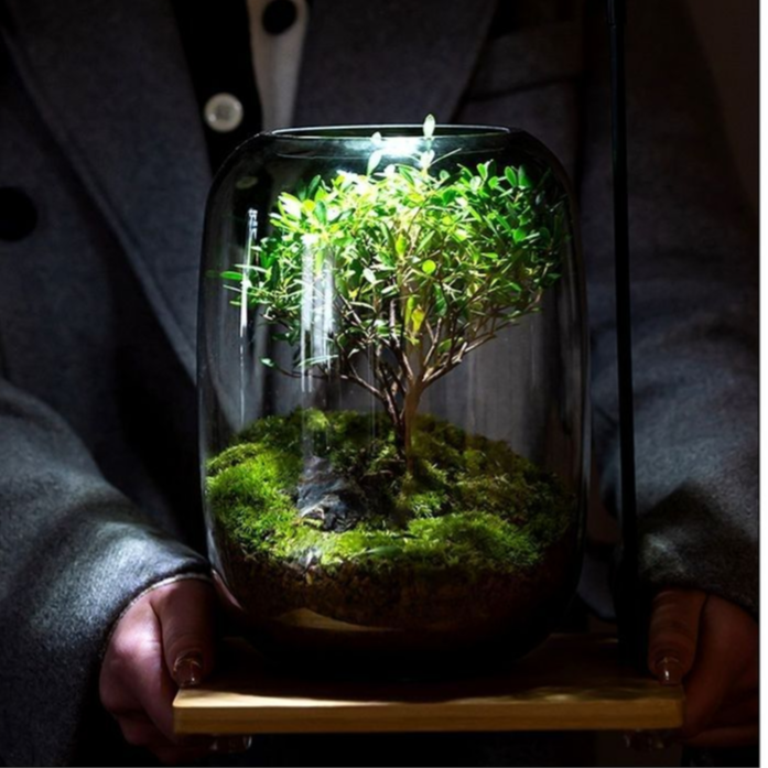 Desktop moss micro landscape finished bonsai
