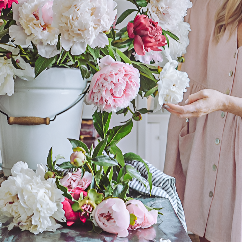二重咲き芍薬の花種