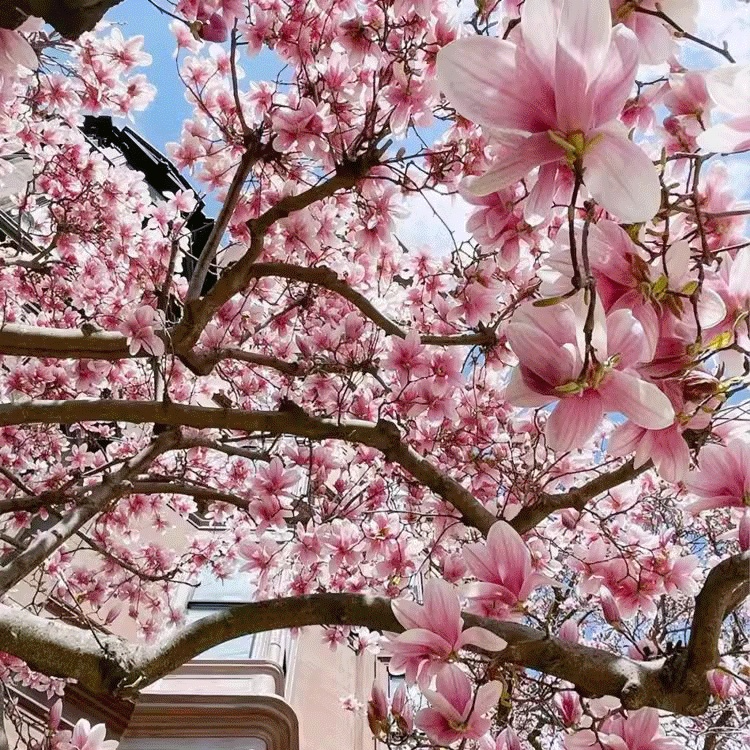 화훼빌라 자목련 식재용 묘목