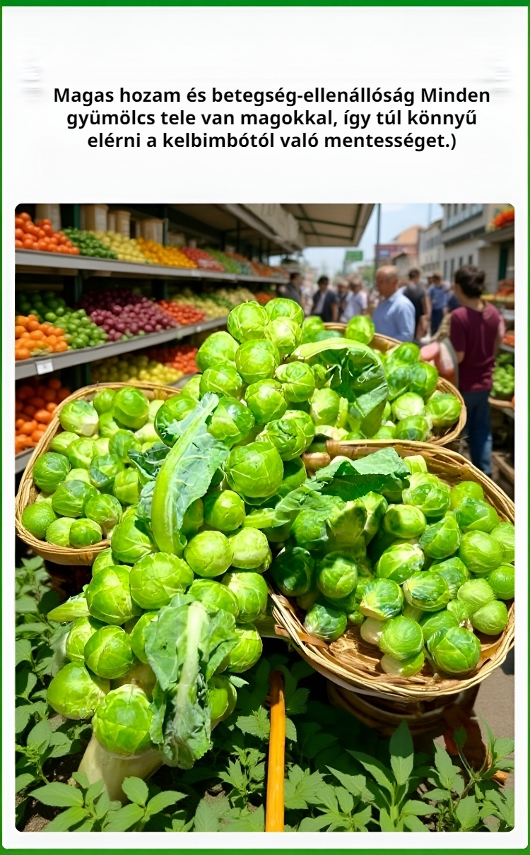 Kelbimbó termesztés lépései