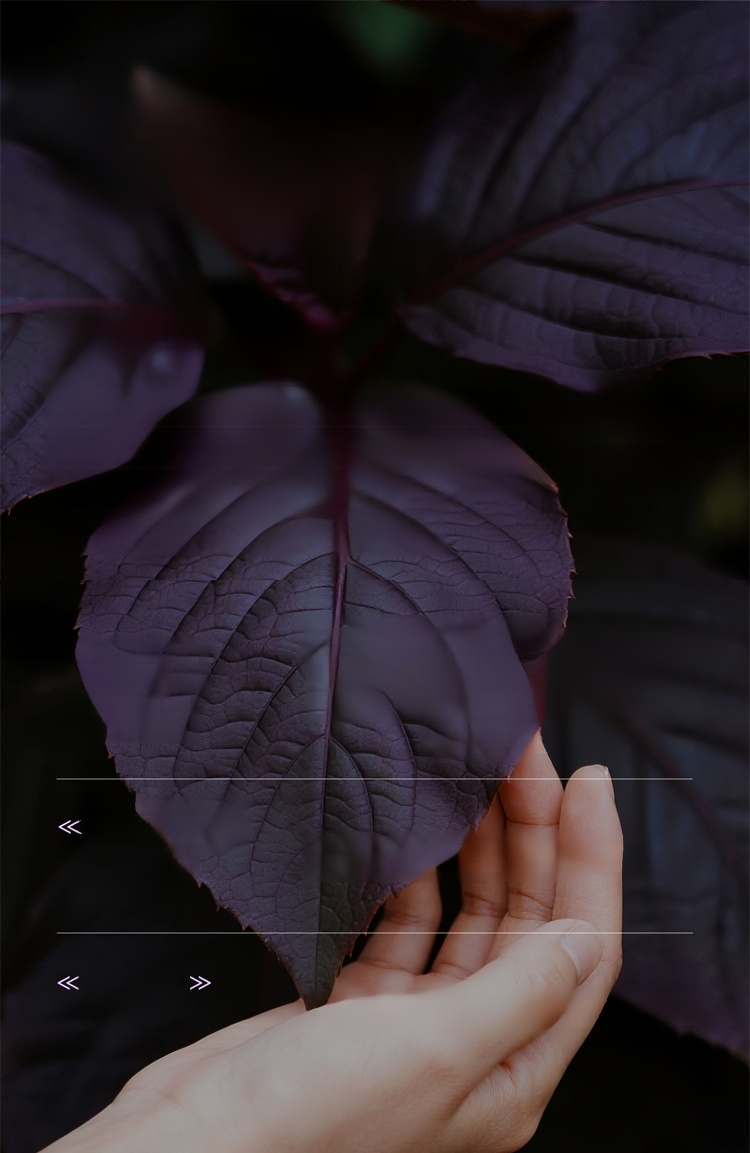 画板-1_25.jpg