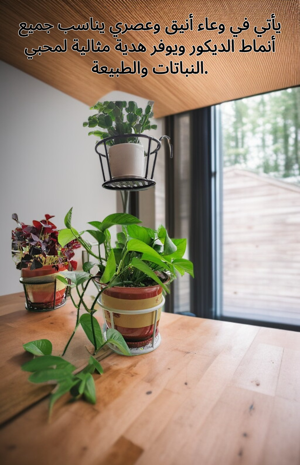 تفاصيل أوراق نبات زهرة محطة الطاقة