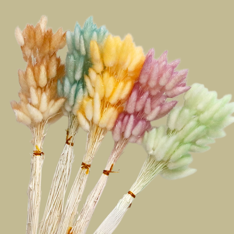 컬러 천연 강아지풀 꽃다발 