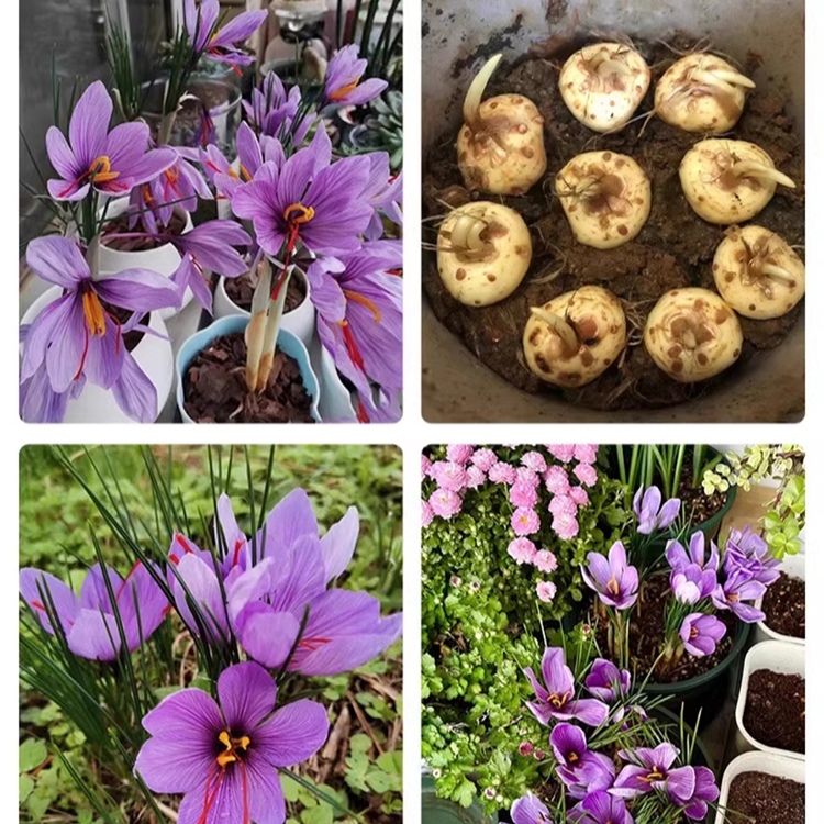 หัวหญ้าฝรั่น