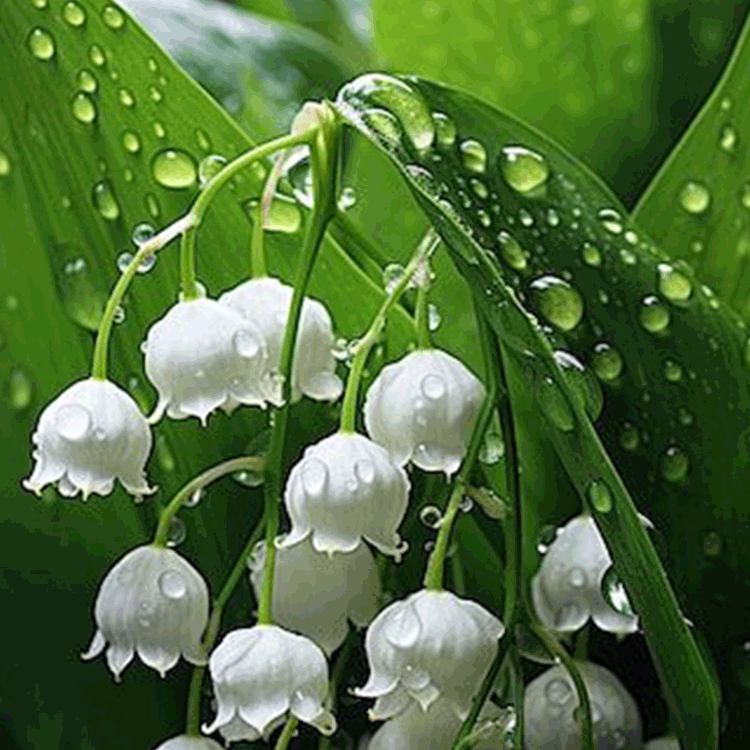 향기로운 은방울꽃 화분