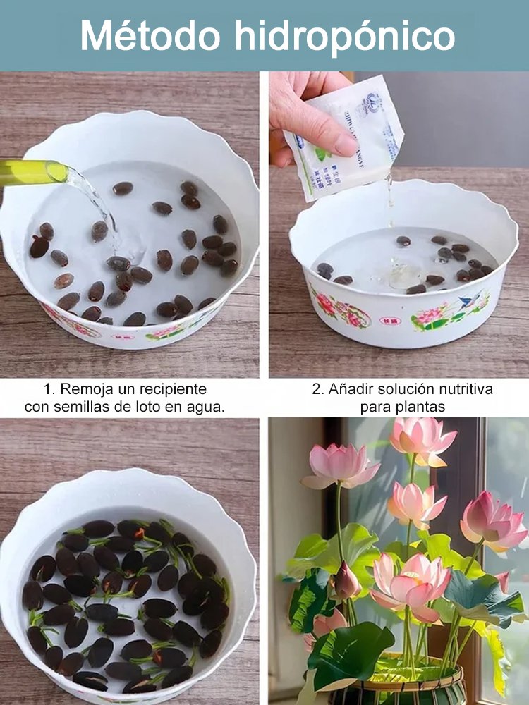 Semillas de loto acuático ornamental 