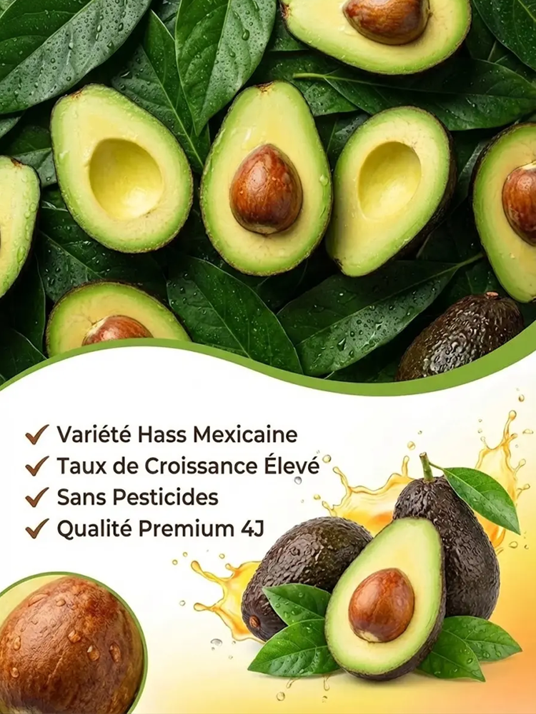  Plant d'avocatier du Mexique (fruit la première année)