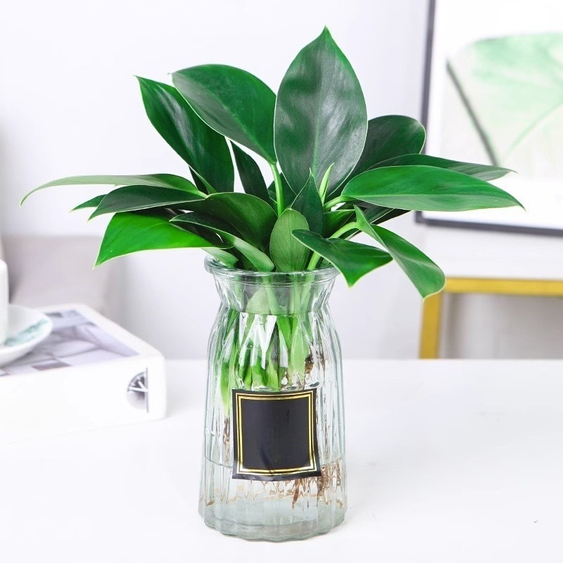 Green Princess Foliage Potted Plant