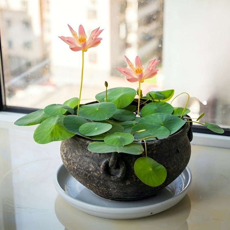 실내 수경재배 화분 연꽃씨