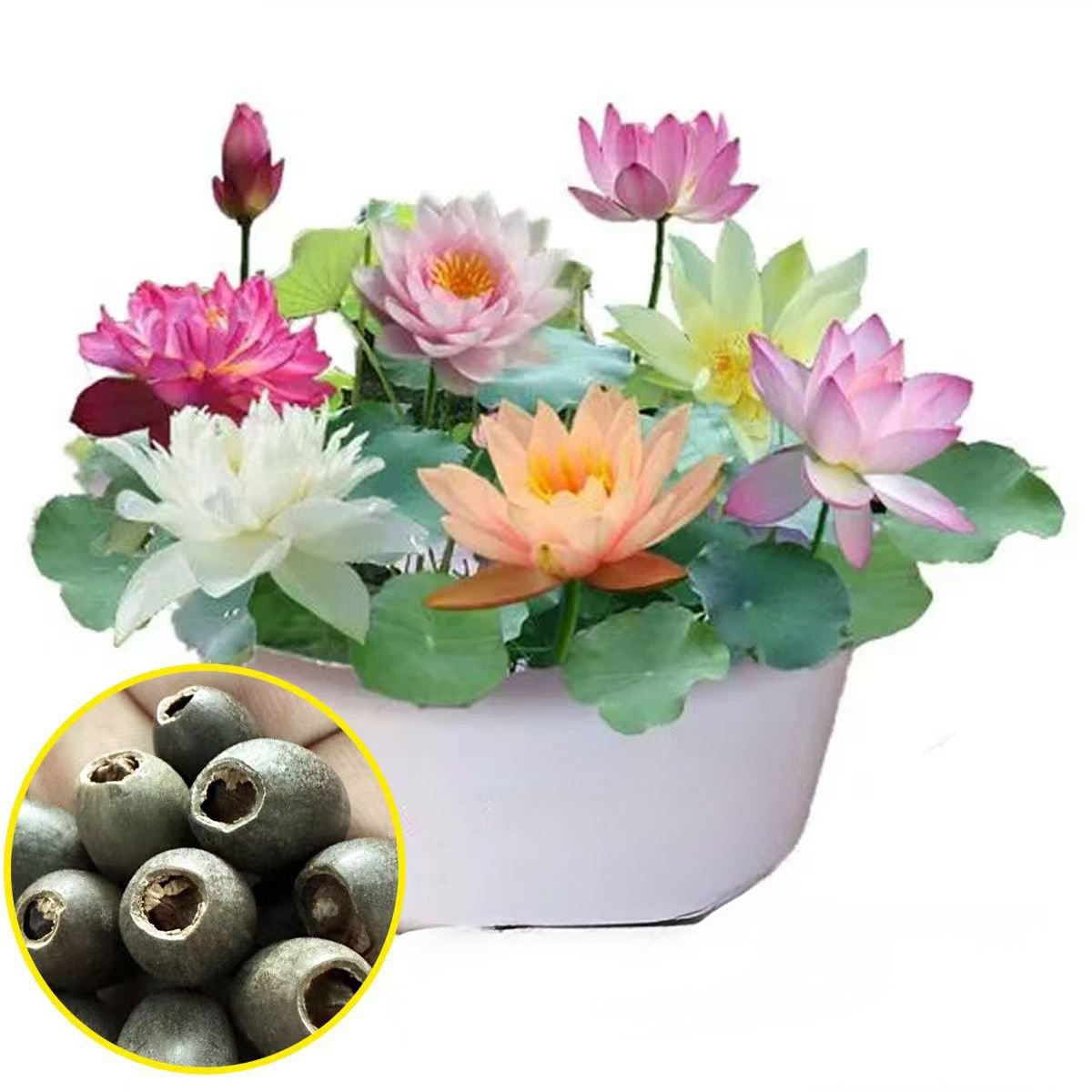 Hydroponic flowers, water fed seasonal lotus flowers