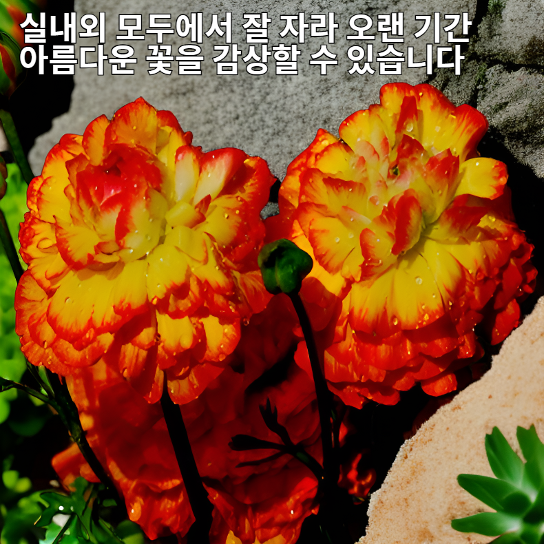 라넌큘러스 구근 다양한 색상 실내외 정원 재배용