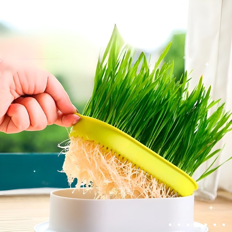 Caja para cultivar hierba para gatos sin tierra