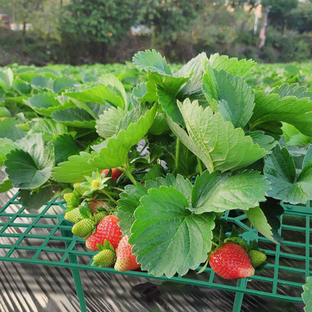 イチゴ栽培用トレリス植栽フレーム