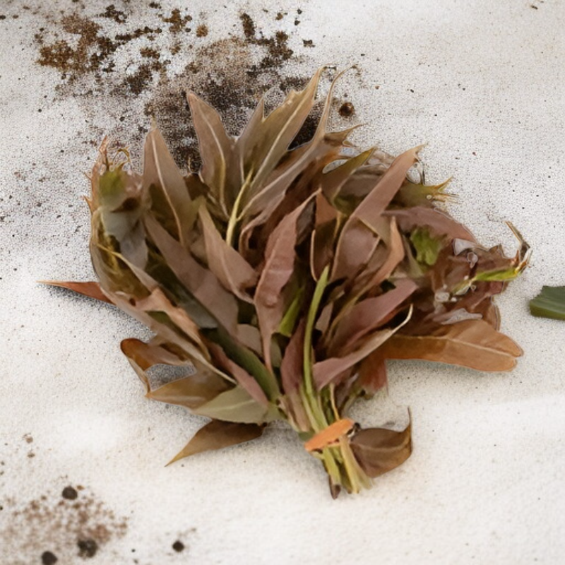 Rote Toona-Samen Hoher Ertrag Gartenbau Blutzuckersenkend