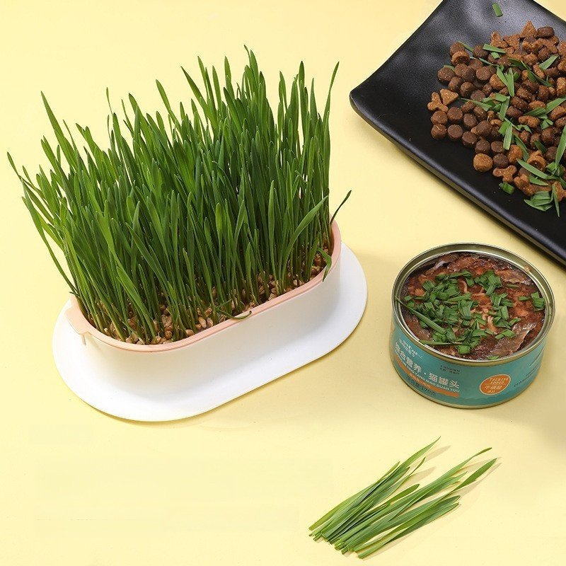 緑の植物の鉢