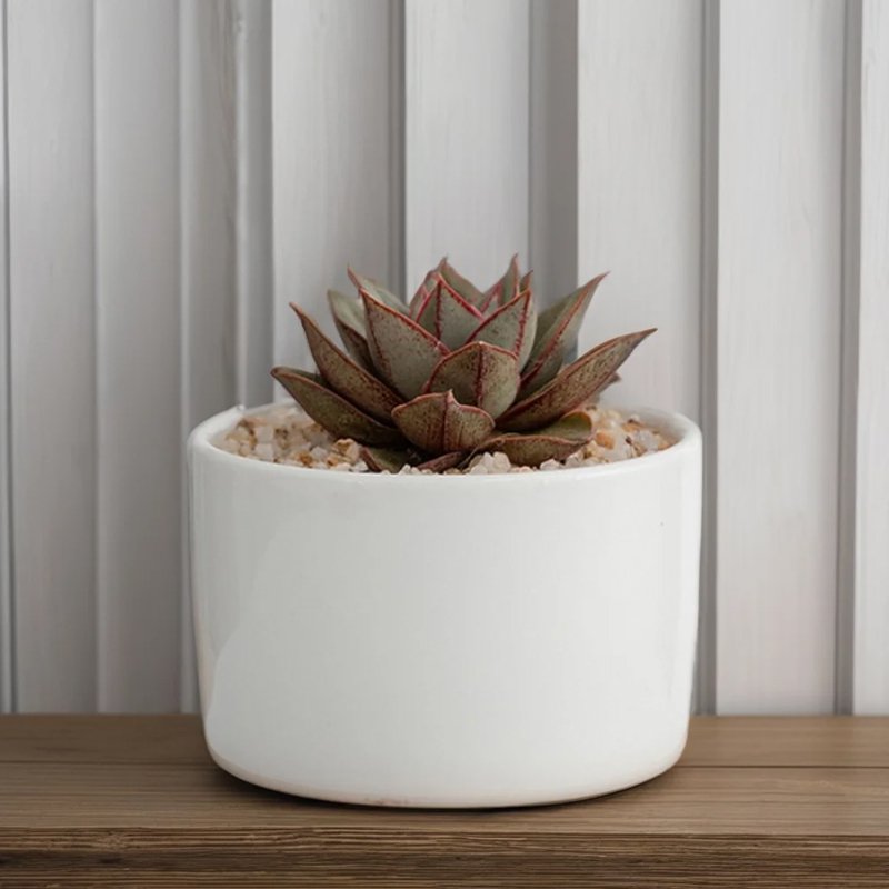 グレーズセラミック多肉植物鉢
