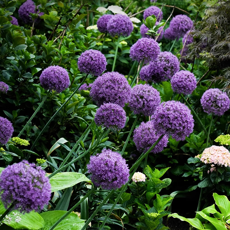 Einfach zu pflanzender Zierlauch für den Garten
