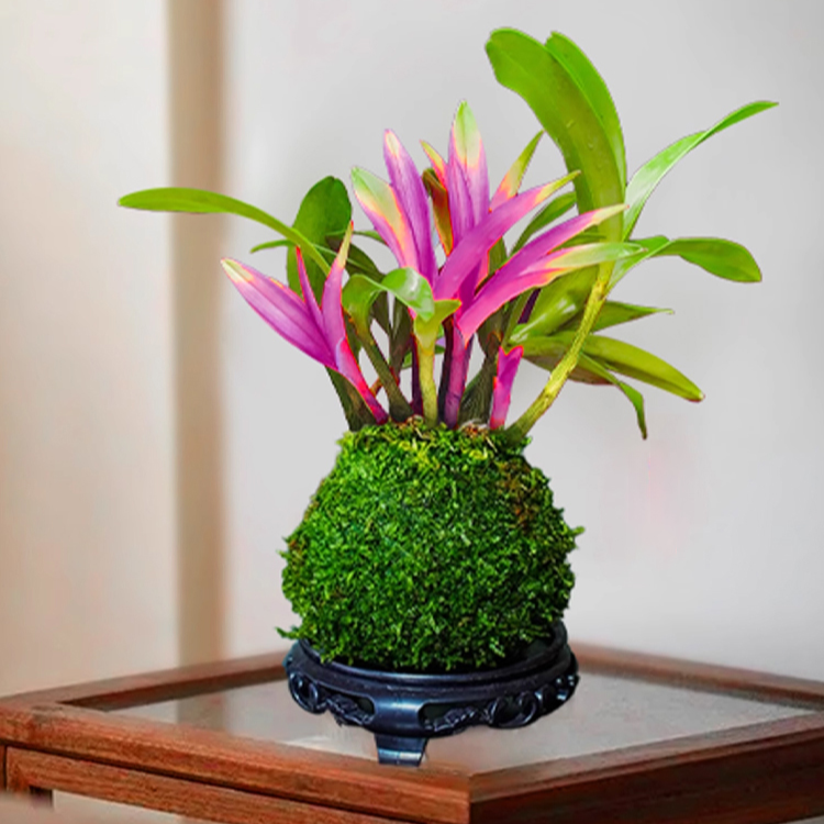 香水石斛蘭改善睡眠綠植淨化空氣