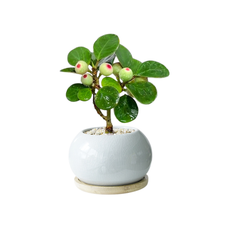 Little Bodhi Indoor Potted Plant