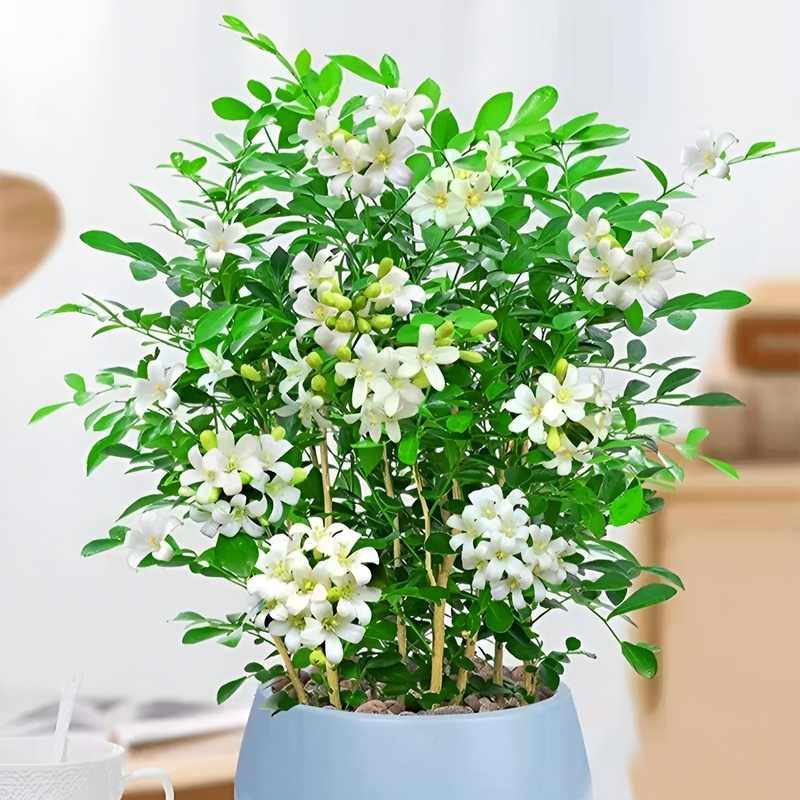 사계절 꽃피는 구리향 화분식물