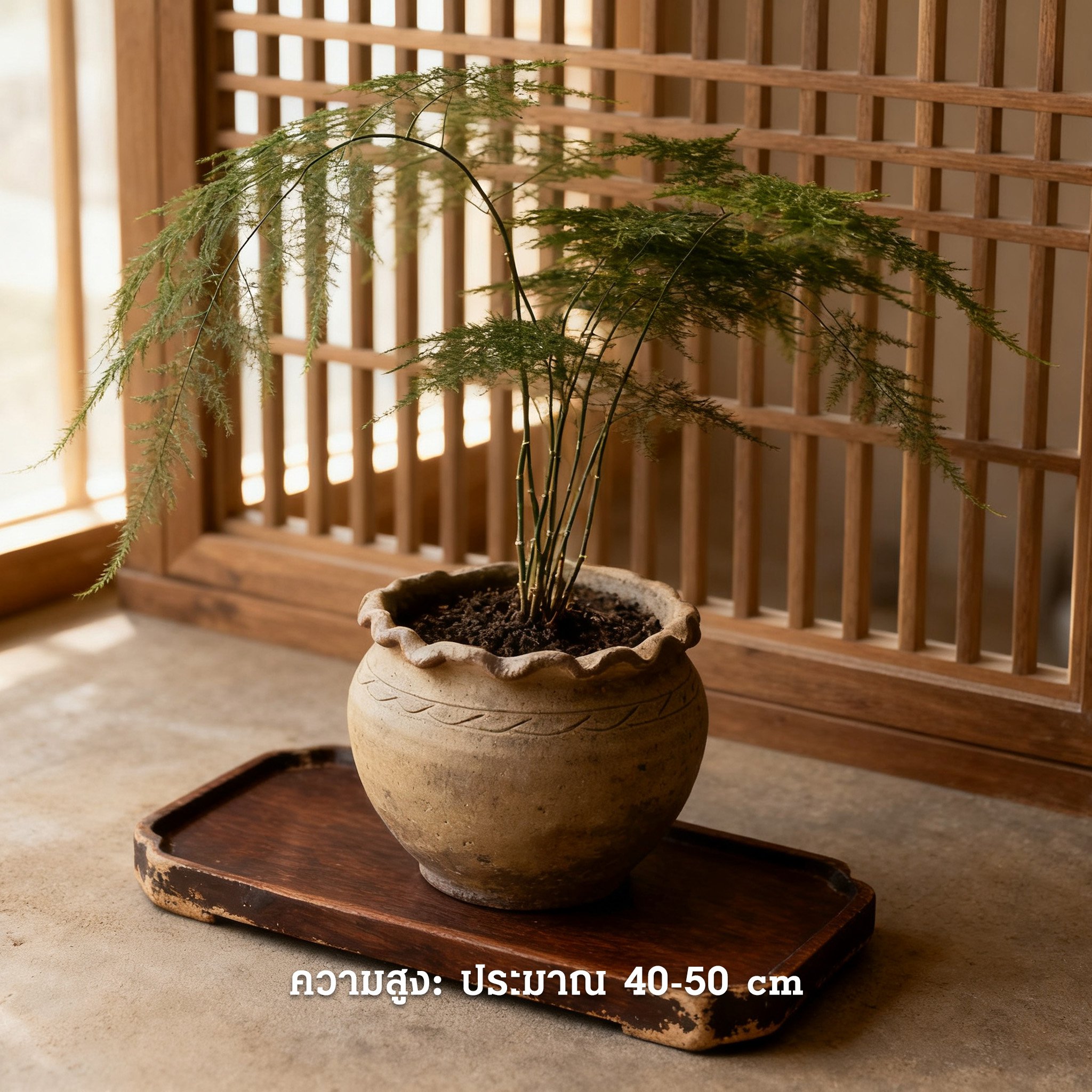 การจัดวางต้นเฟินในบ้าน