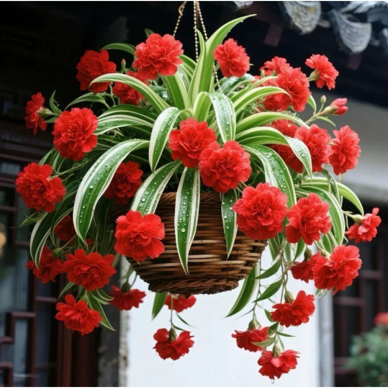 Semillas de Planta Colgante de Perfume