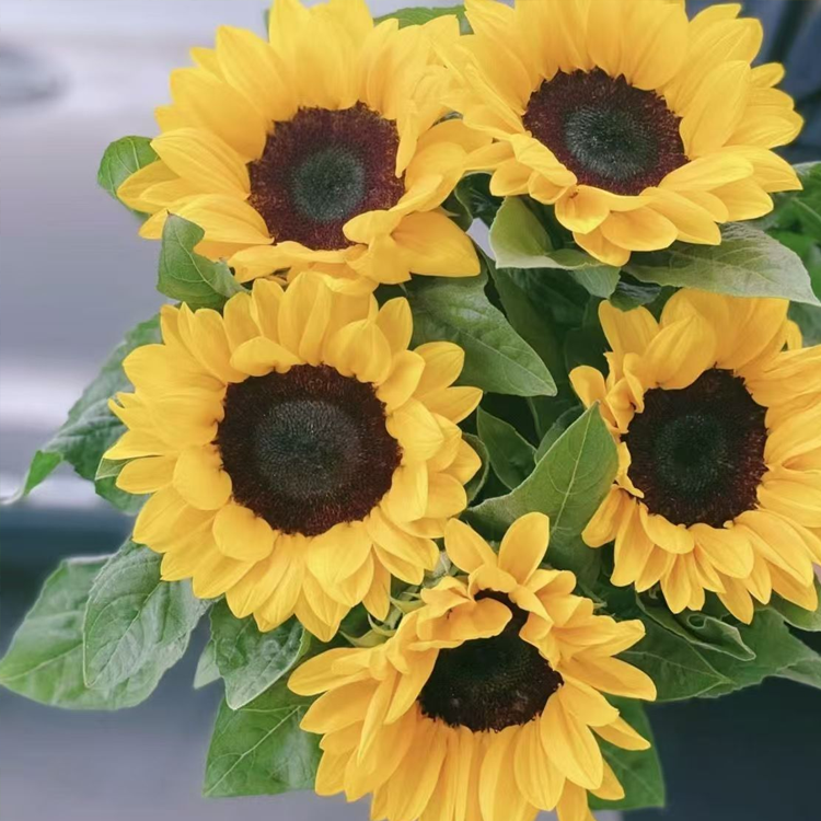 เมล็ดทานตะวัน เมล็ดทานตะวันแคระสีแดงหลากสี สำหรับตัดดอก