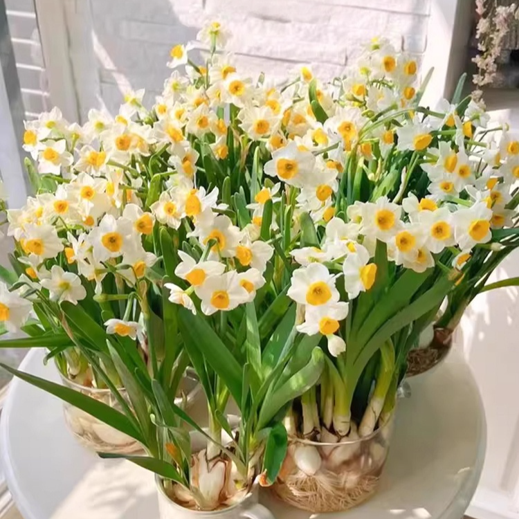  All-Season Blooming Hardy Daffodil Bulbs