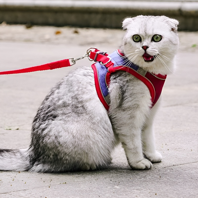 Laisse pour petits et moyens chiens