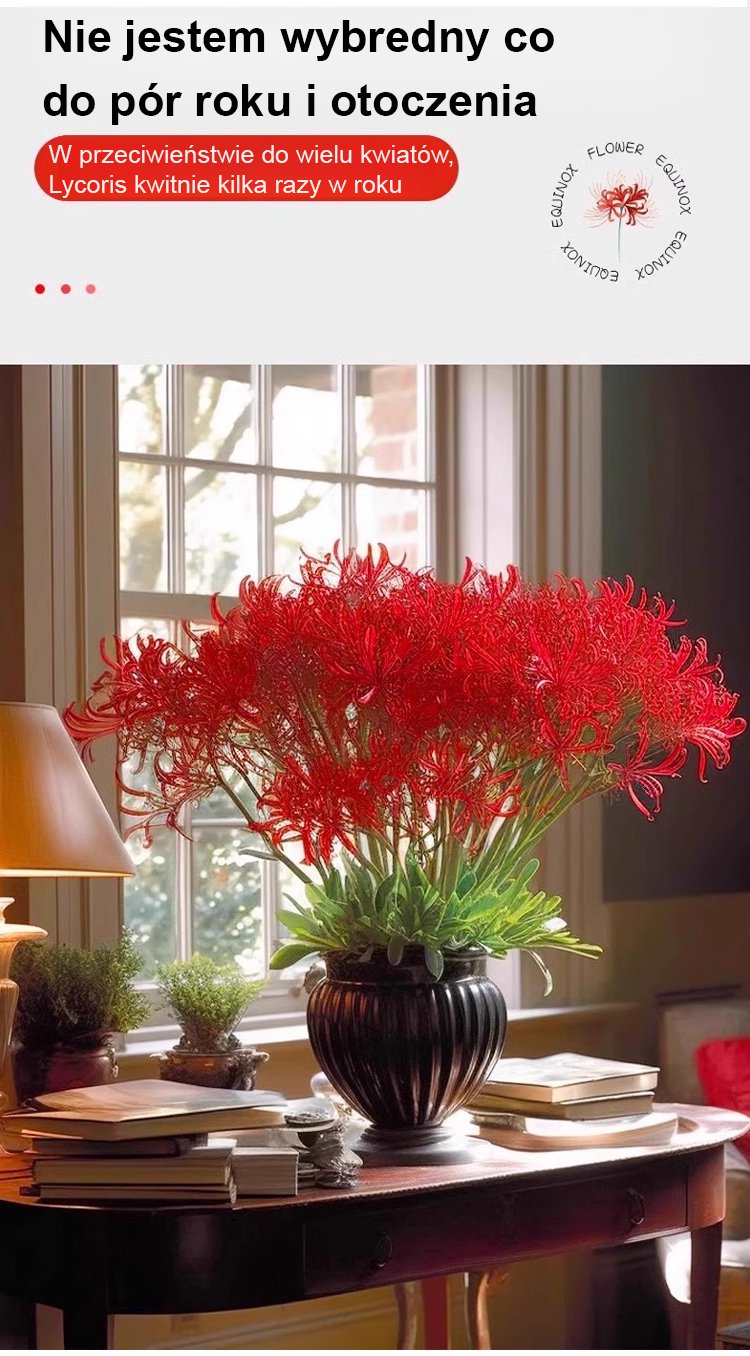 Dekoracyjna kompozycja z kwiatów Lycoris