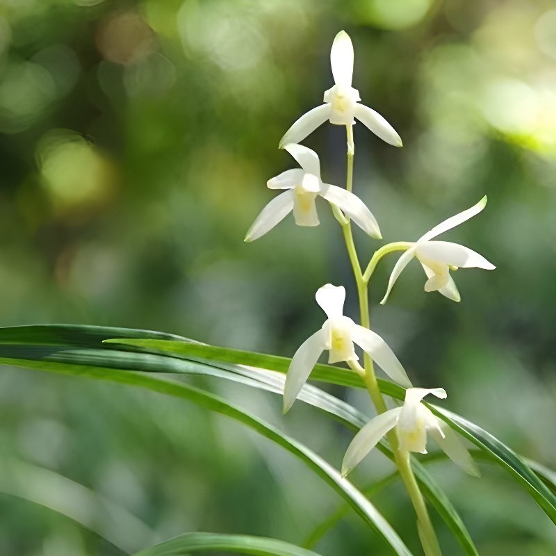 향기로운 온시디움 이끼 공