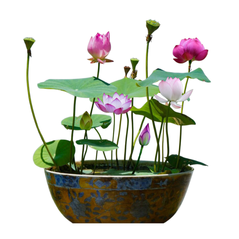 물에서 키우는 다양한 연꽃