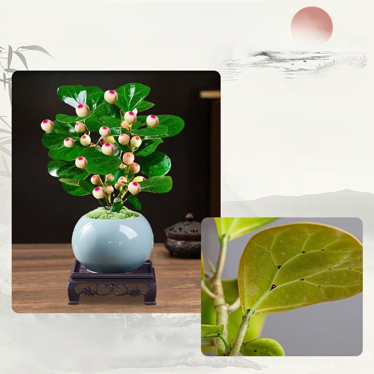 Fruiting Bodhi Tree Bonsai