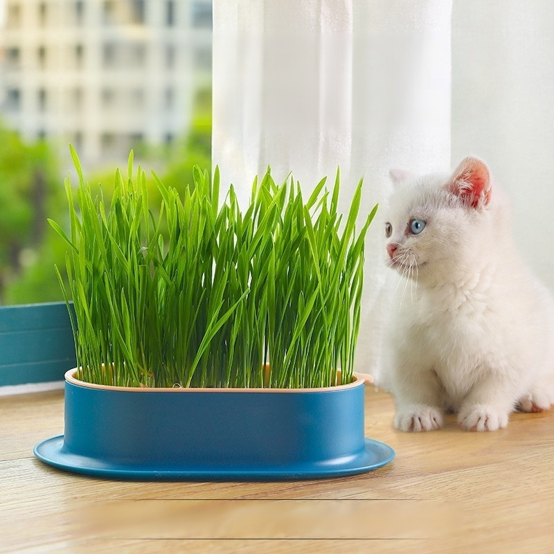 緑の植物の鉢