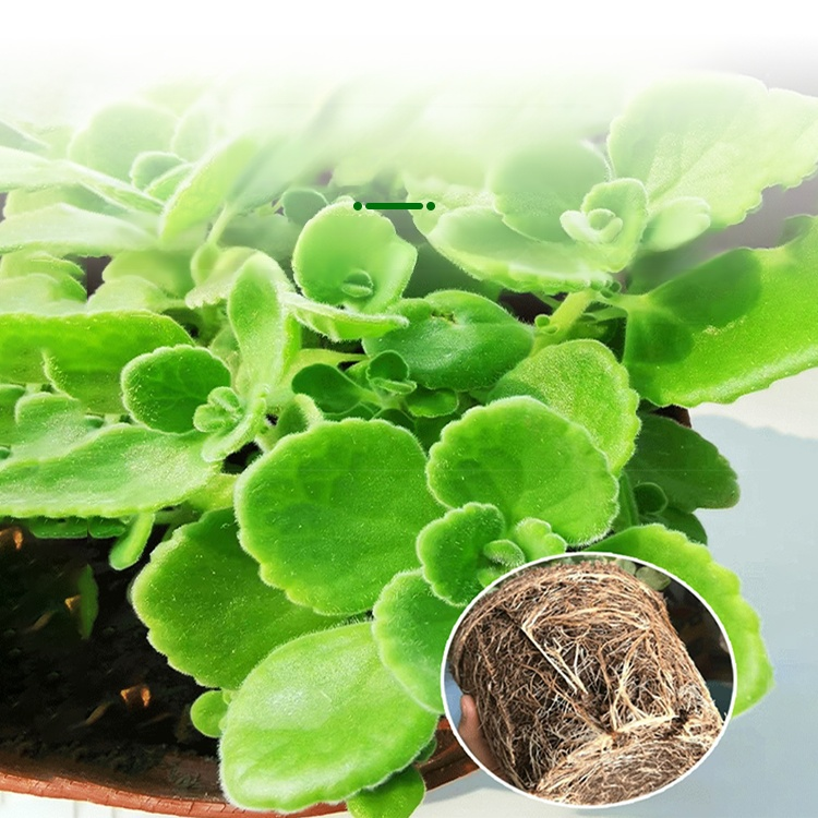 실내 허브와 녹색 식물