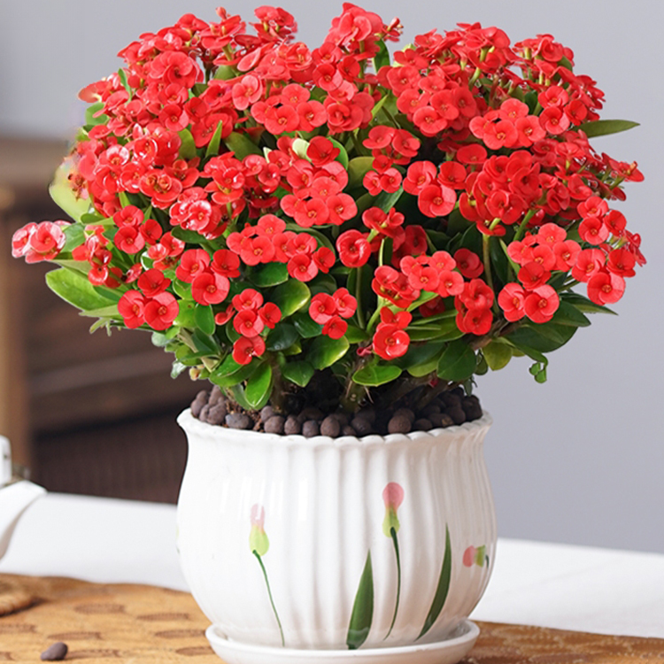 四季開花虎刺梅盆栽