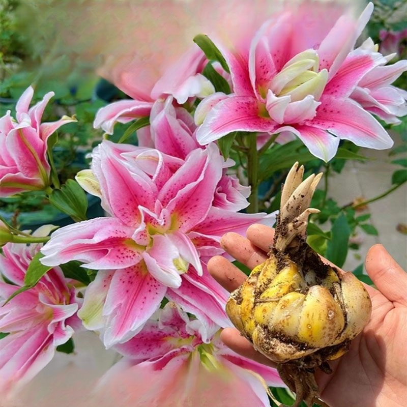 Lirios de interior en maceta