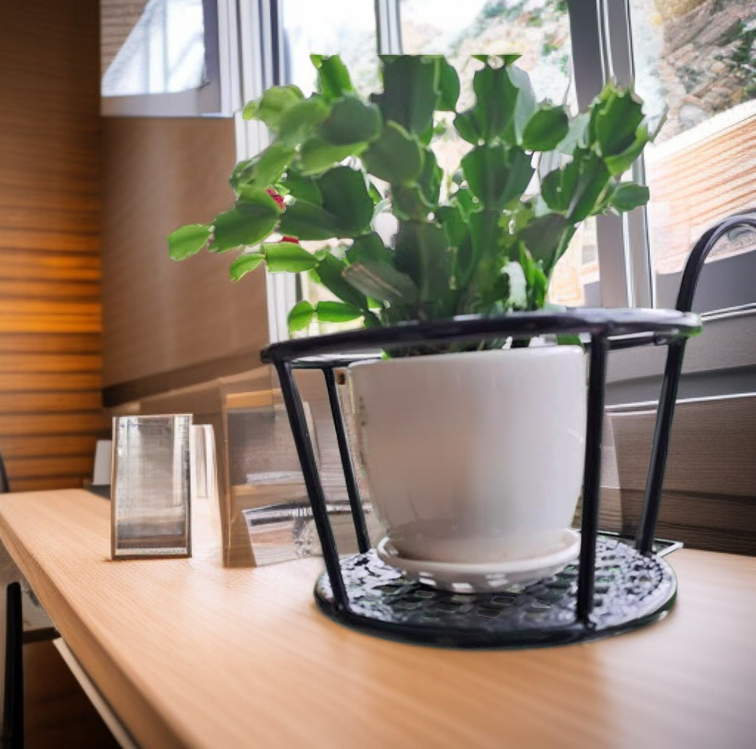 نبات زهرة محطة الطاقة يزين غرفة المعيشة