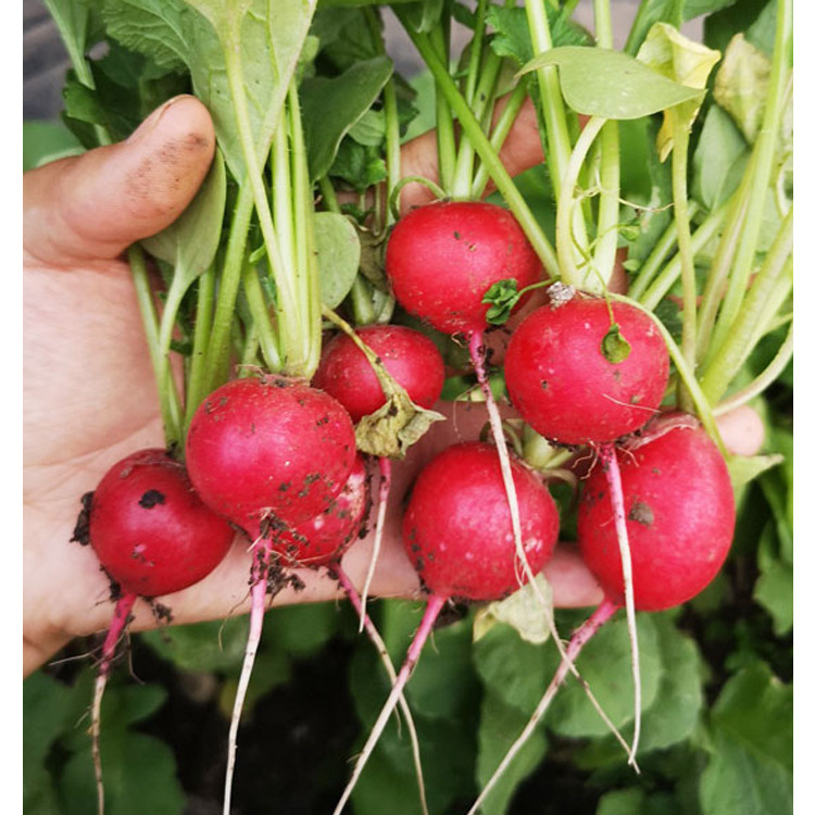 Red Skin White Flesh Cherry Radish Seeds